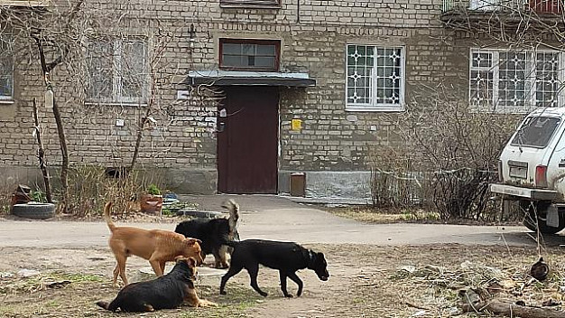 На Соликамской улице появились бродячие собаки